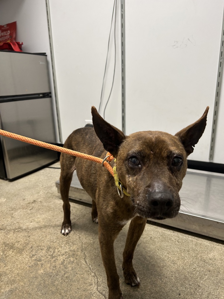Shelter Stray Male Dog last seen Anderson Hill Road, Port Orchard, WA, 98367, 9167 Dickey Rd NW, Silverdale, WA 98383, USA