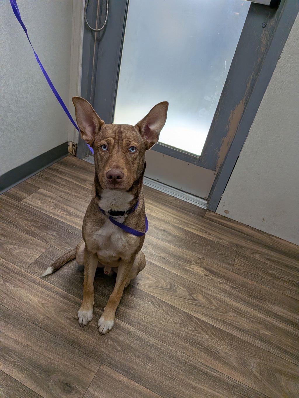 Shelter Stray Male Dog last seen Near Carlsbad St, San Diego, CA, 92114, 5500 Gaines St, San Diego, CA 92110, USA