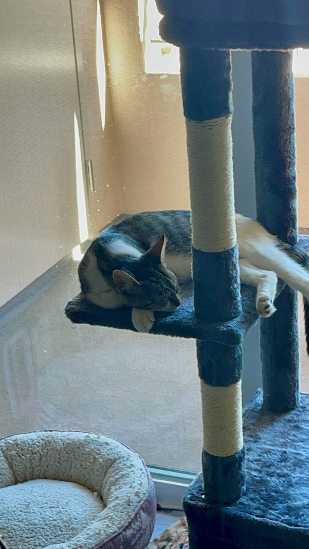 Shelter Stray Female Cat last seen Near S Johnson Avenue, El Cajon, CA, 92020, El Cajon, CA 92020, USA