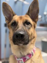 Shelter Stray Female Dog last seen San Diego, CA, 92109, 5500 Gaines St, San Diego, CA 92110, USA