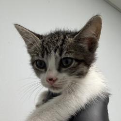 Shelter Stray Female Cat last seen Near Radio Drive, San Diego, CA, 92114, 5500 Gaines St, San Diego, CA 92110, USA