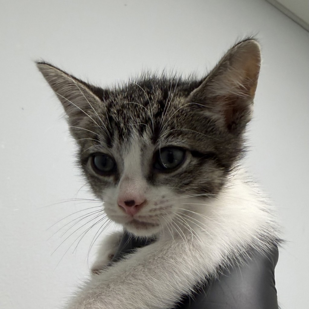 Shelter Stray Female Cat last seen Near Radio Drive, San Diego, CA, 92114, 5500 Gaines St, San Diego, CA 92110, USA