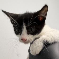 Shelter Stray Male Cat last seen Near Radio Drive, San Diego, CA, 92114, 5500 Gaines St, San Diego, CA 92110, USA