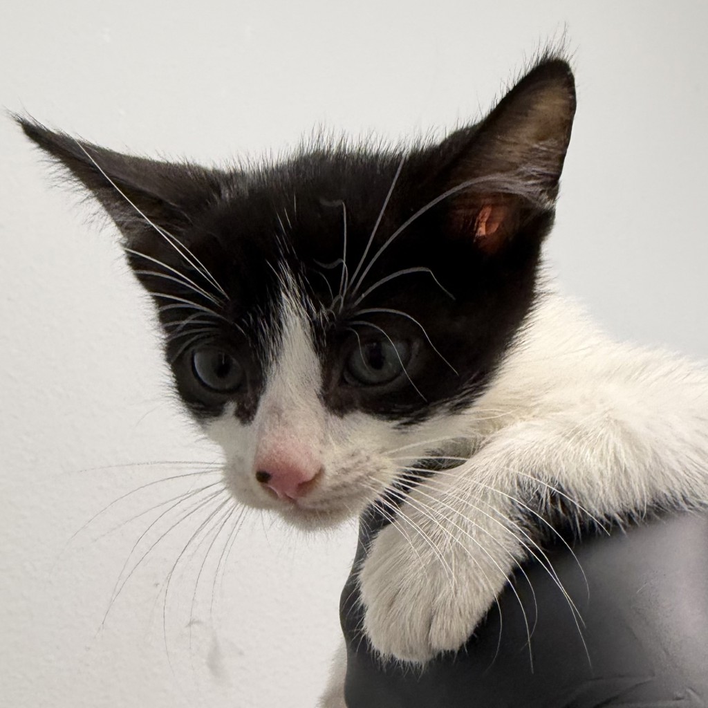Shelter Stray Male Cat last seen Near Radio Drive, San Diego, CA, 92114, 5500 Gaines St, San Diego, CA 92110, USA