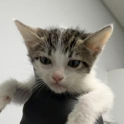 Shelter Stray Female Cat last seen Near Radio Drive, San Diego, CA, 92114, 5500 Gaines St, San Diego, CA 92110, USA