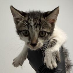 Shelter Stray Female Cat last seen Near Radio Drive, San Diego, CA, 92114, 5500 Gaines St, San Diego, CA 92110, USA
