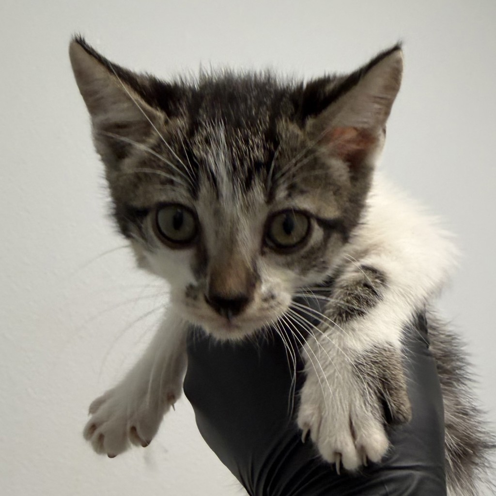 Shelter Stray Female Cat last seen Near Radio Drive, San Diego, CA, 92114, 5500 Gaines St, San Diego, CA 92110, USA