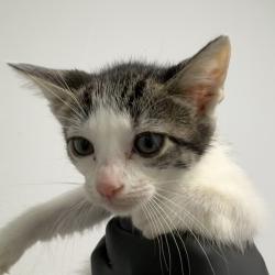 Shelter Stray Female Cat last seen Near Radio Drive, San Diego, CA, 92114, 5500 Gaines St, San Diego, CA 92110, USA