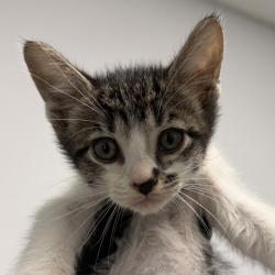 Shelter Stray Male Cat last seen Near Radio Drive, San Diego, CA, 92114, 5500 Gaines St, San Diego, CA 92110, USA