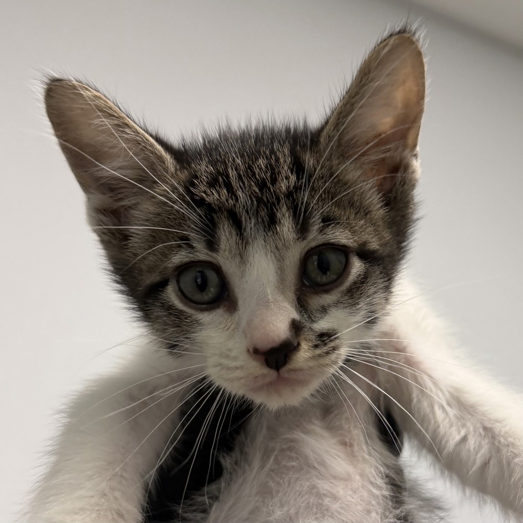 Shelter Stray Male Cat last seen Near Radio Drive, San Diego, CA, 92114, 5500 Gaines St, San Diego, CA 92110, USA