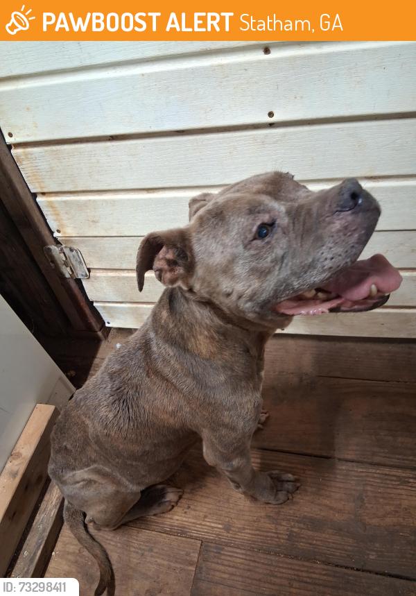 Found/Stray Female Dog last seen Arnold rd, Statham, GA 30666