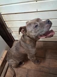 Found/Stray Female Dog last seen Arnold rd, Statham, GA 30666