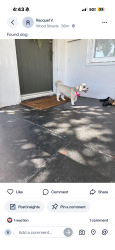 Found/Stray Female Dog last seen Bandini and Osborne, Woodcrest, CA 92504