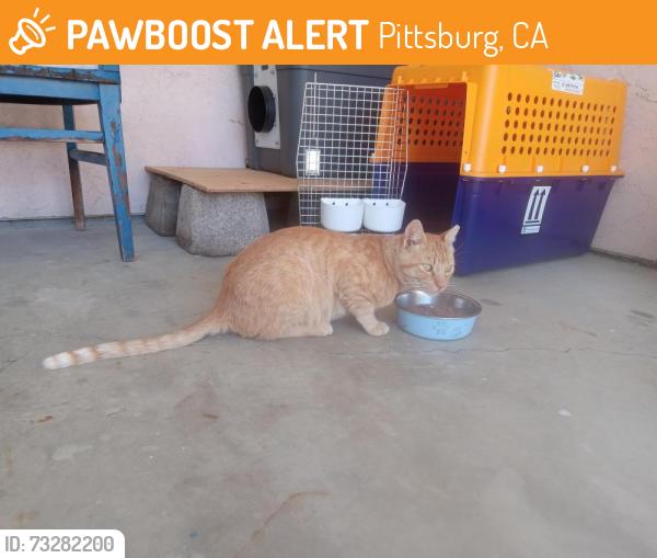 Found/Stray Male Cat last seen West Leland and Chestnut, Pittsburg, CA 94565