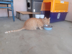 Found/Stray Male Cat last seen West Leland and Chestnut, Pittsburg, CA 94565