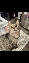 Lost Female Cat last seen Near Sandra court 48708, Bay City, MI 48708
