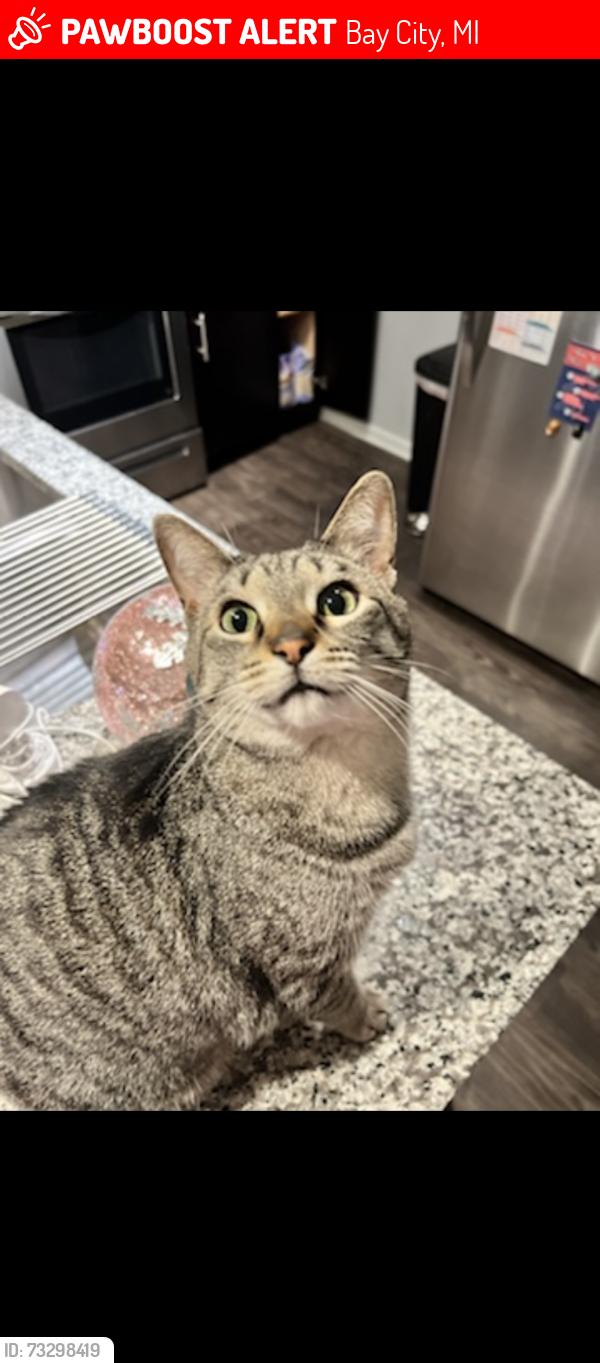 Lost Female Cat last seen Near Sandra court 48708, Bay City, MI 48708