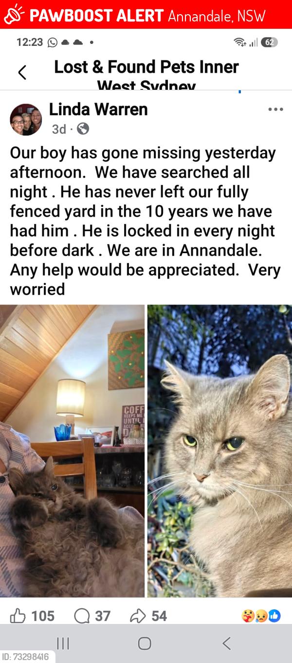 Lost Male Cat last seen Nelson Street annandale, Annandale, NSW 2038