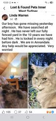 Lost Male Cat last seen Nelson Street annandale, Annandale, NSW 2038