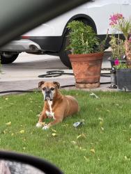 Lost Male Dog last seen 46th Dr and Thomas, Phoenix, AZ 85031