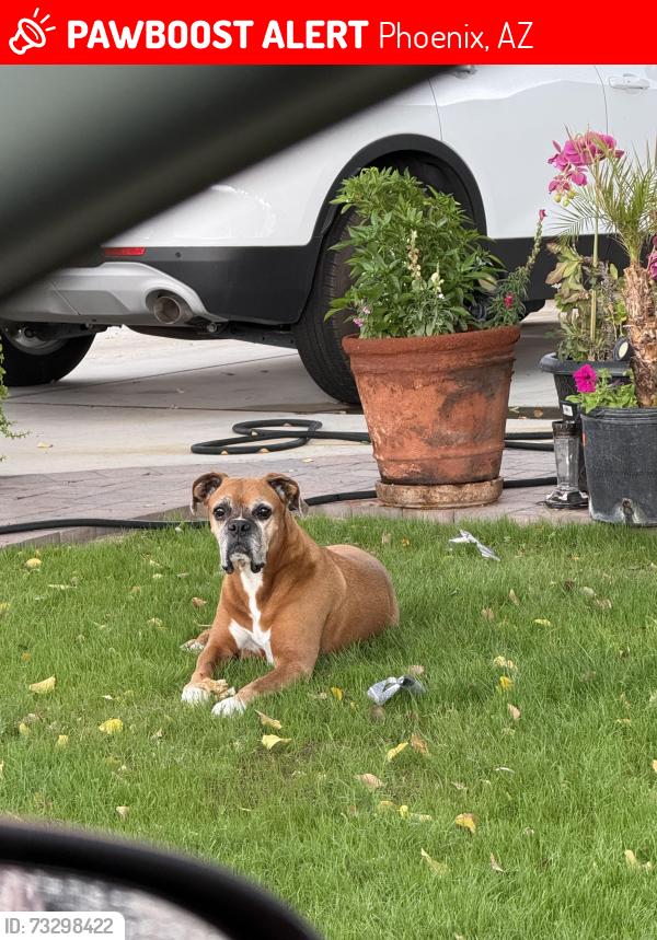 Lost Male Dog last seen 46th Dr and Thomas, Phoenix, AZ 85031