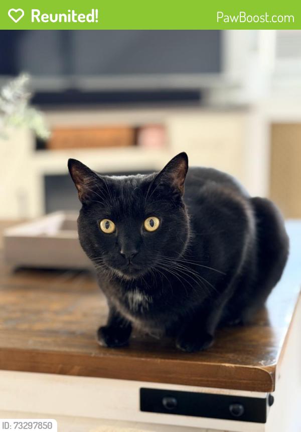 Reunited Male Cat last seen Corner of Mill St and Hicks Ln, Wilkes-Barre, PA 18705