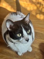 Reunited Female Cat last seen Near Corte Maria Ave, Chula Vista, CA 91911, USA, Chula Vista, CA 91911