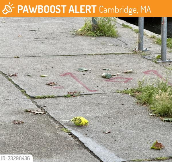 Found/Stray Unknown Bird last seen Pemberton Market Massachusetts Ave, Cambridge, MA 02138