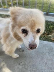 Reunited Unknown Dog last seen Saticoy and farralone, Los Angeles, CA 91304