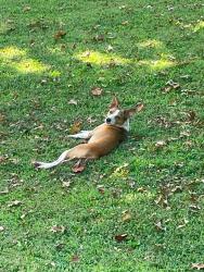 Found/Stray Female Dog last seen Wildwood rd area, Maryville, TN 37804