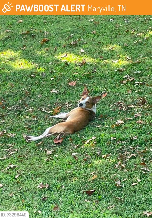 Found/Stray Female Dog last seen Wildwood rd area, Maryville, TN 37804