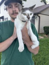 Found/Stray Unknown Cat last seen Walmart, Elizabethton, TN 37643