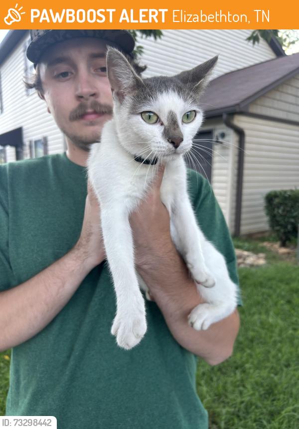 Found/Stray Unknown Cat last seen Walmart, Elizabethton, TN 37643