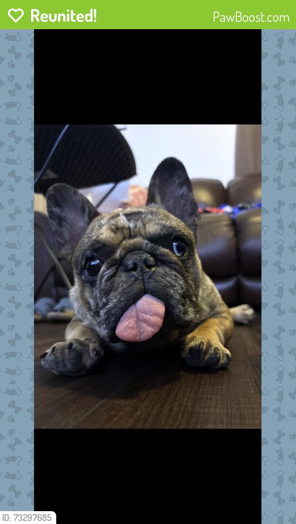 Reunited Male Dog last seen Fifth street garland tx, Garland, TX 75040