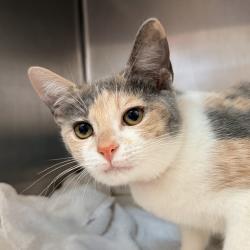 Shelter Stray Female Cat last seen , 4575 E Mesquite Ave, Palm Springs, CA 92264, USA