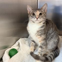 Shelter Stray Female Cat last seen , 4575 E Mesquite Ave, Palm Springs, CA 92264, USA