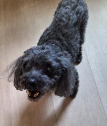 Found/Stray Male Dog last seen Clay and Florida-Overland Animal hosp and Pet Resort, Denver, CO 80219