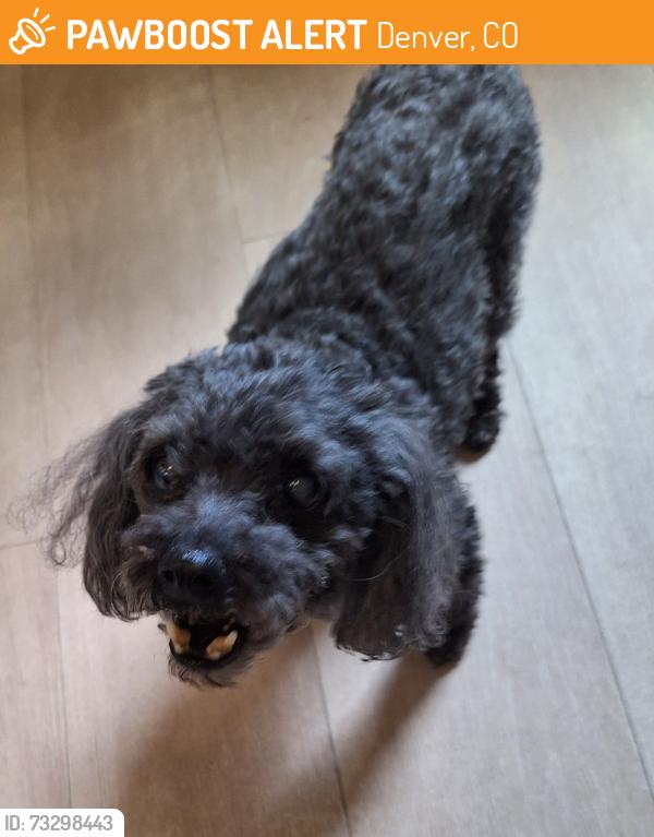Found/Stray Male Dog last seen Clay and Florida-Overland Animal hosp and Pet Resort, Denver, CO 80219