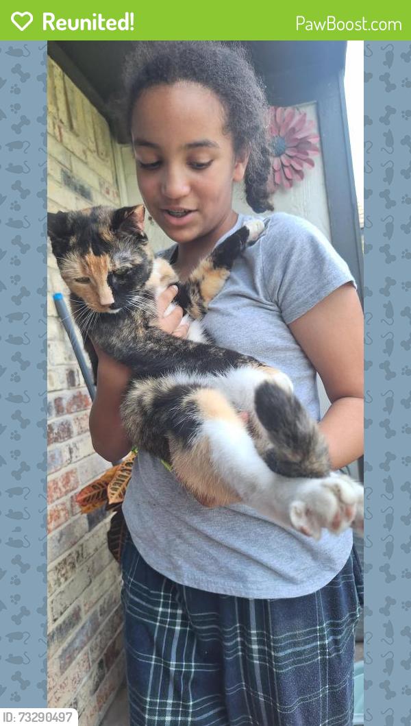 Reunited Female Cat last seen Windsor &Bell, Denton, TX 76209