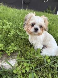 Found/Stray Unknown Dog last seen Dehart st, Elizabeth, NJ 07202