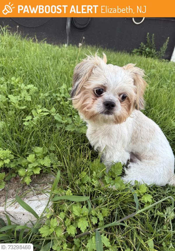 Found/Stray Unknown Dog last seen Dehart st, Elizabeth, NJ 07202