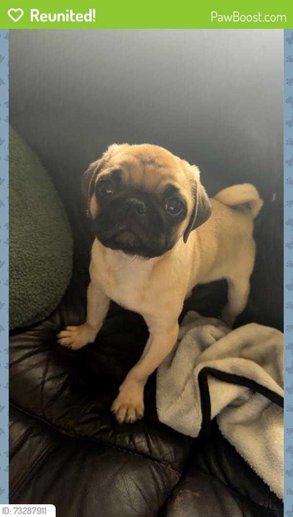 Reunited Male Dog last seen Camelot av, Memphis, TN 38118