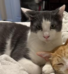 Lost Male Cat last seen Montgomery Creek ranch, Conroe, TX 77385