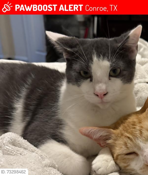 Lost Male Cat last seen Montgomery Creek ranch, Conroe, TX 77385