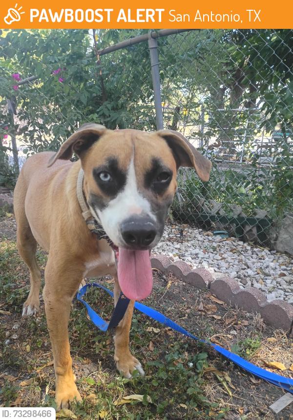 Found/Stray Male Dog last seen San Fernando cemetery #2, San Antonio, TX 78207