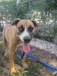 Found/Stray Male Dog last seen San Fernando cemetery #2, San Antonio, TX 78207