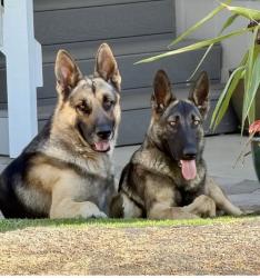 Found/Stray Unknown Dog last seen 165th St East, Llano, CA 93544, Los Angeles County, CA 93544