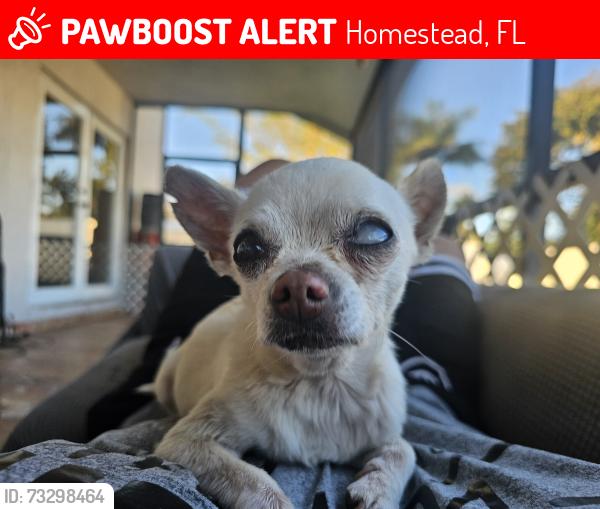 Lost Female Dog last seen 297th St, Homestead, FL 33033