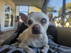 Lost Female Dog last seen 297th St, Homestead, FL 33033