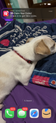 Lost Male Dog last seen Harold Street and Nicholas avenue, Hastings, FL 32145